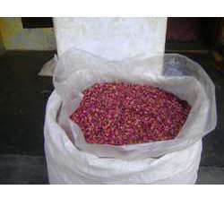 Manufacturers Exporters and Wholesale Suppliers of Dry Rose Petal Pune Maharashtra